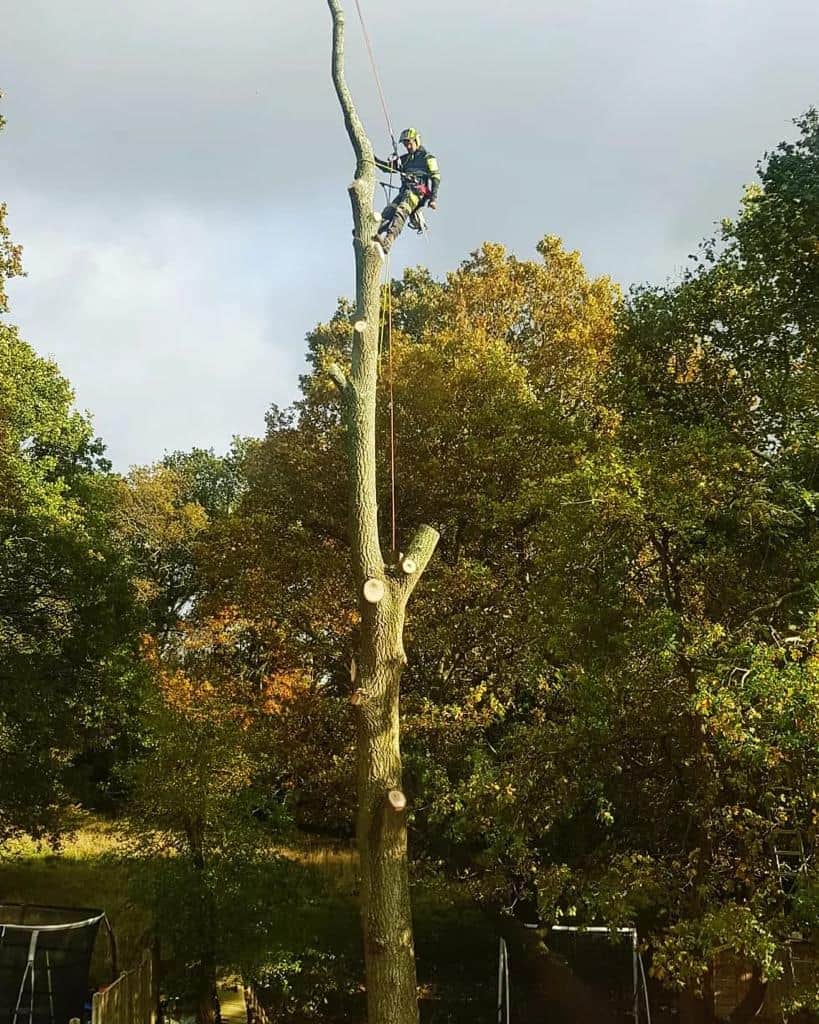 This is a photo of an operative from LM Tree Surgery Liphook felling a tree. He is at the top of the tree with climbing gear attached about to remove the top section of the tree.