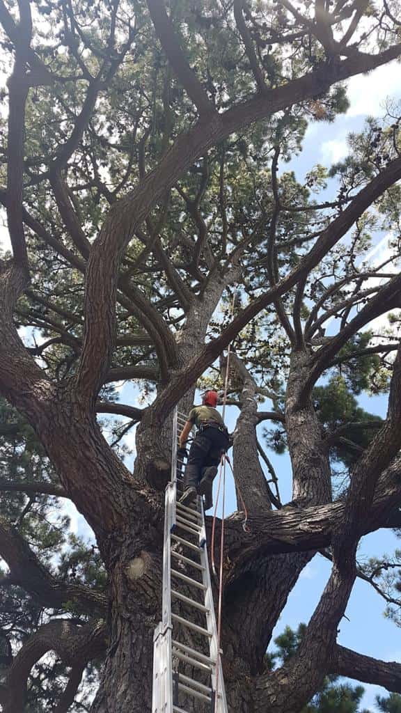 This is a photo of a very large tree with a ladder resting on it and an operative from LM Tree Surgery Liphook climbing up it to carry out tree surgery