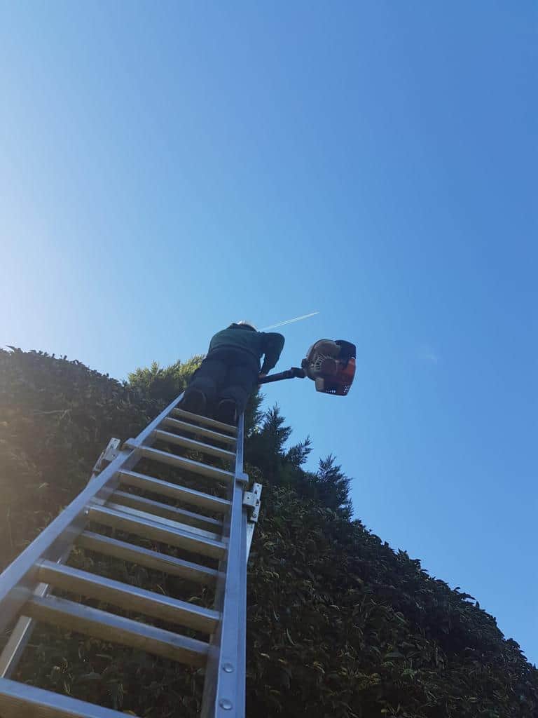 This is a photo of an operative from LM Tree Surgery Liphook up a ladder rested on a hedge with a petrol strimmer.