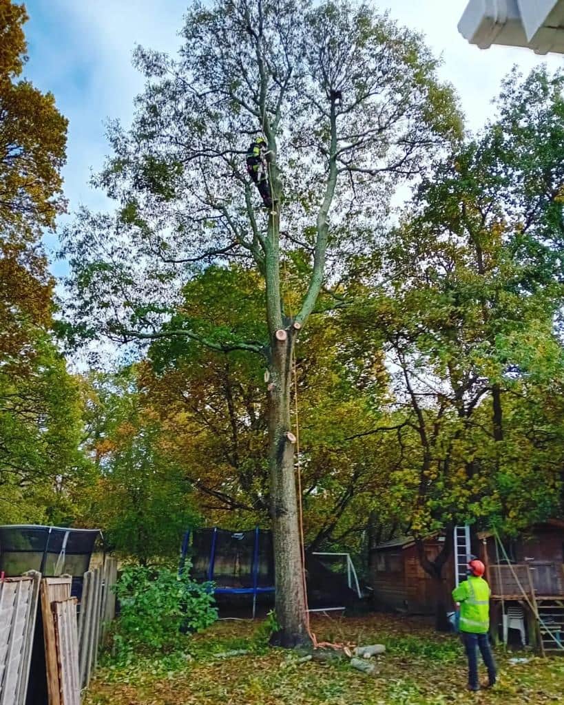 This is a photo of a tree being pruned, there is a man up the tree cutting a section of it down while another man is standing in the garden of the property where the tree is located overseeing the work. Works carried out by LM Tree Surgery Liphook