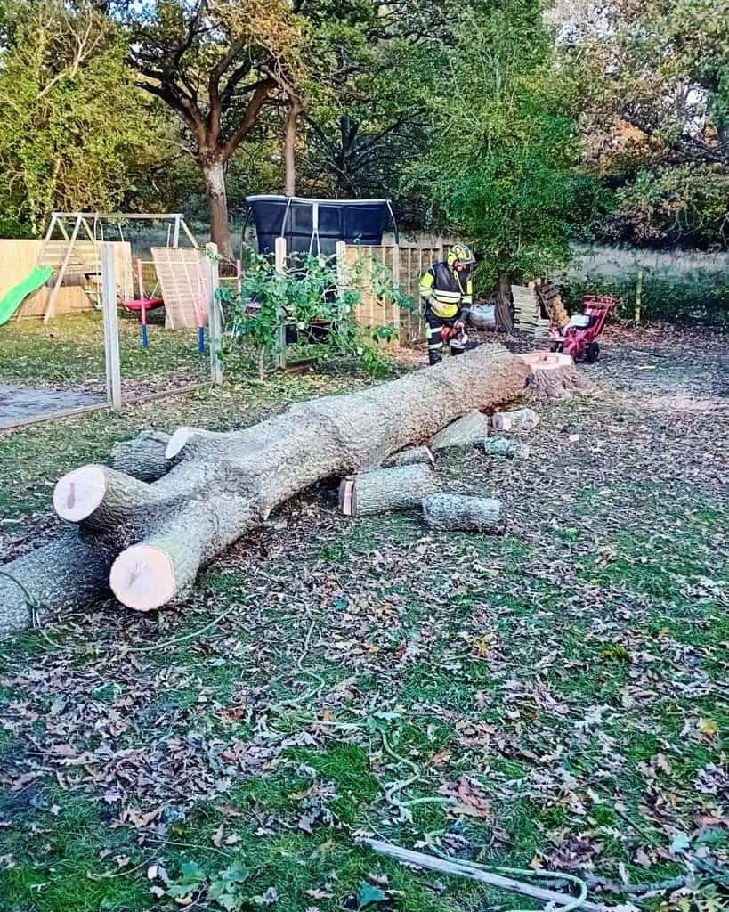 This is a tree laying on the ground of a garden that has just been felled by the operatives from LM Tree Surgery Liphook