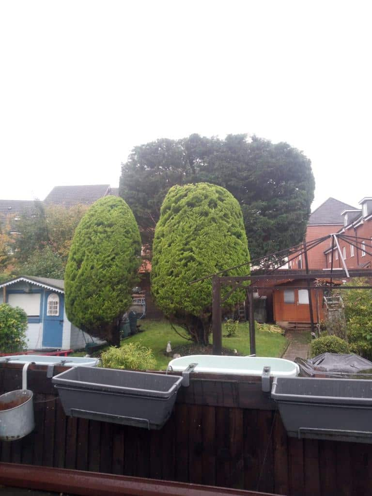 This is a photo of two tree in a garden that have just been trimmed. They have been sculpted by the operatives of LM Tree Surgery Liphook