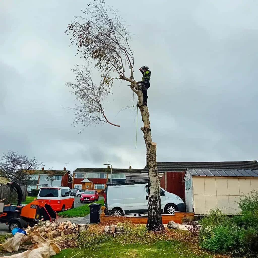 This is a photo of a tree that is being removed by an operative from LM Tree Surgery Liphook, the arborist is at the top of the tree about to cut down a section of it.