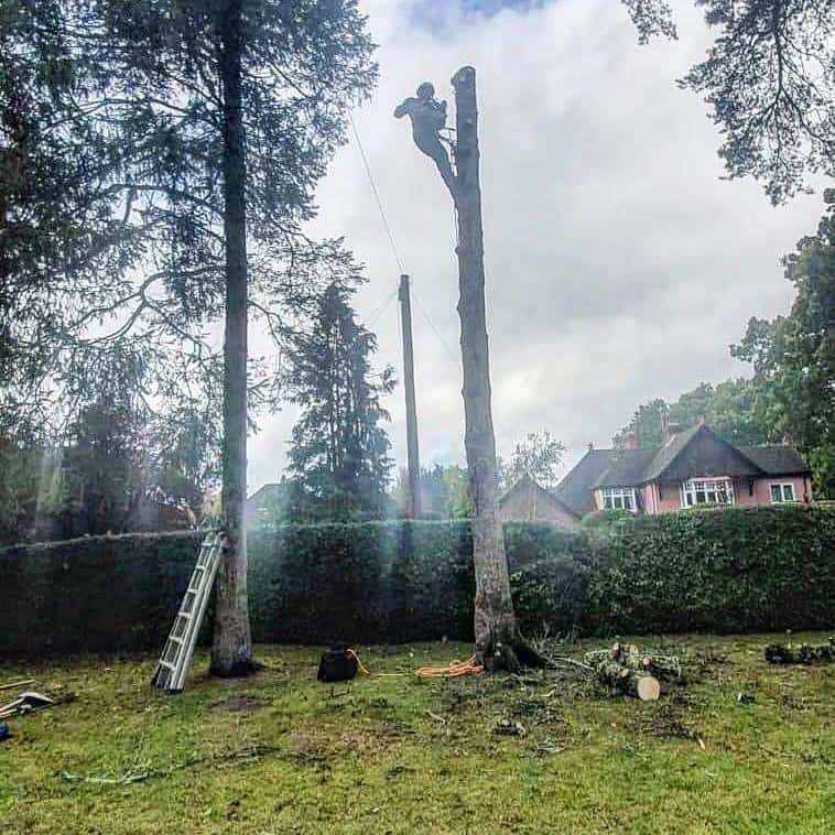 This is a photo of a tree that is being removed, there is just the trunk remaining and the operative from LM Tree Surgery Liphook is at the top cutting a section of it off.