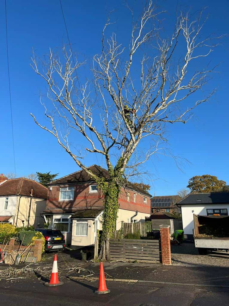 This is a photo of a tree on the pavement that is having limbs removed which are near to power lines. Works undertaken by LM Tree Surgery Liphook