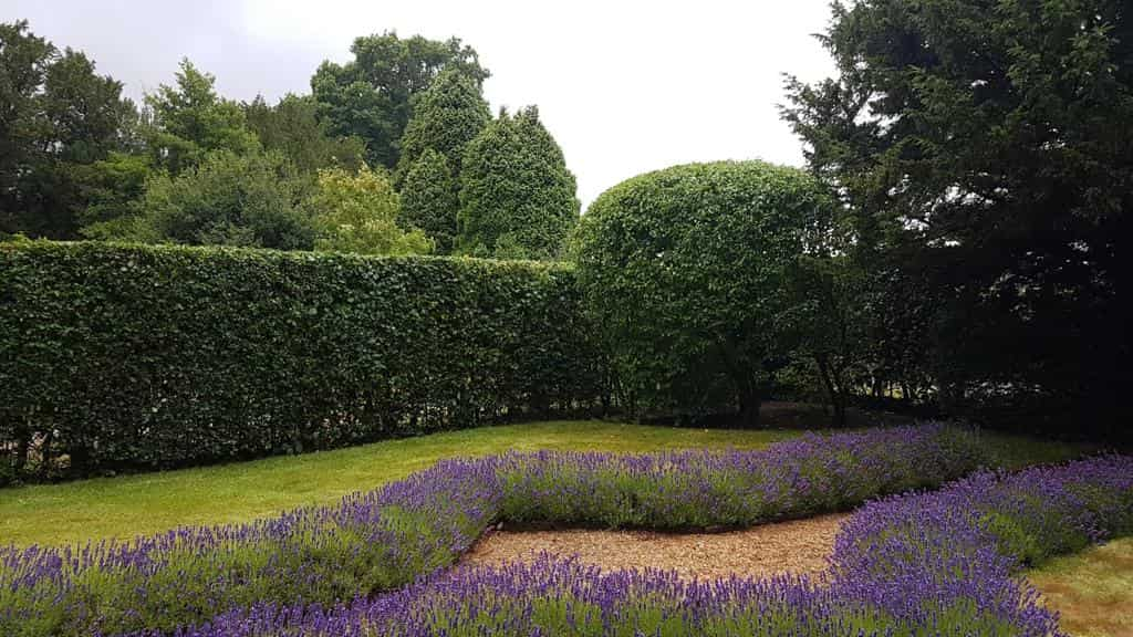 This is a photo of a garden hedge that has just been trimmed by LM Tree Surgery Liphook